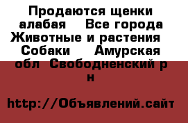 Продаются щенки алабая  - Все города Животные и растения » Собаки   . Амурская обл.,Свободненский р-н